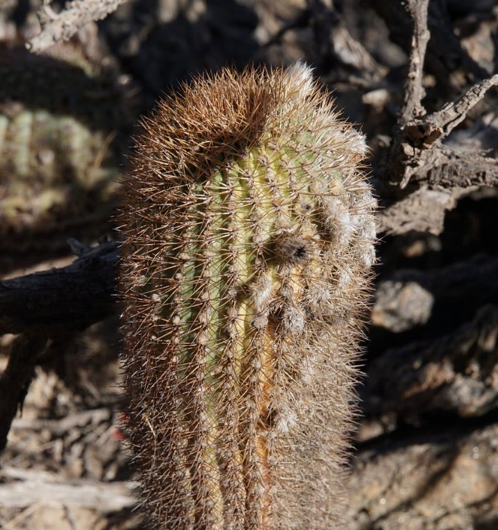 Cactus Acanthocalycium brevispinum con fitte spine marroni e fusto verde scanalato in habitat naturale