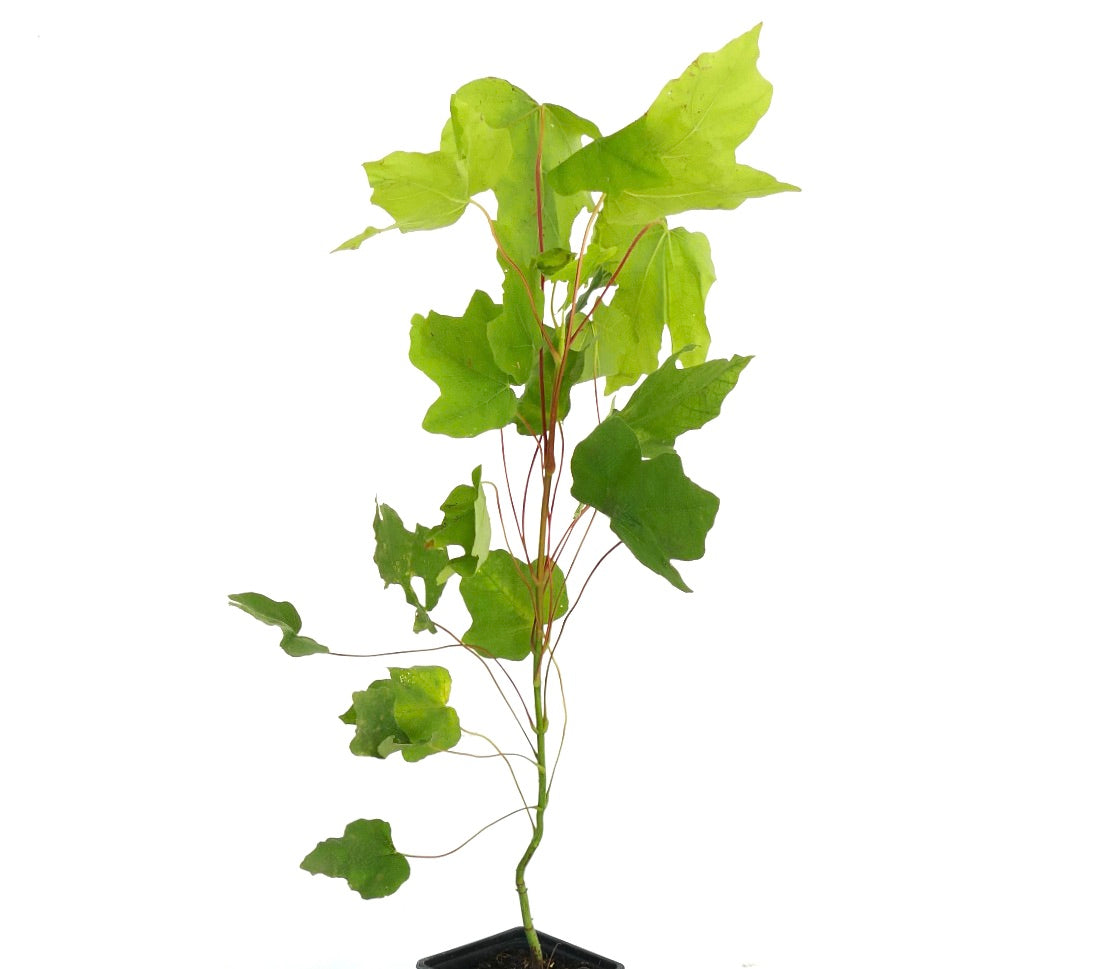 Acer macrophyllum young slender sapling with bright green lobed leaves and thin red stems