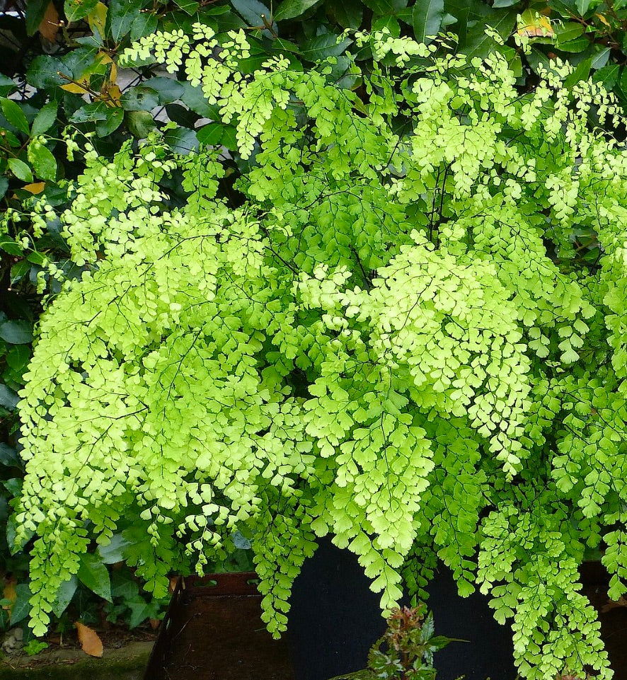 Adiantum raddianum delicate bright green fronds with fine black stems in pot
