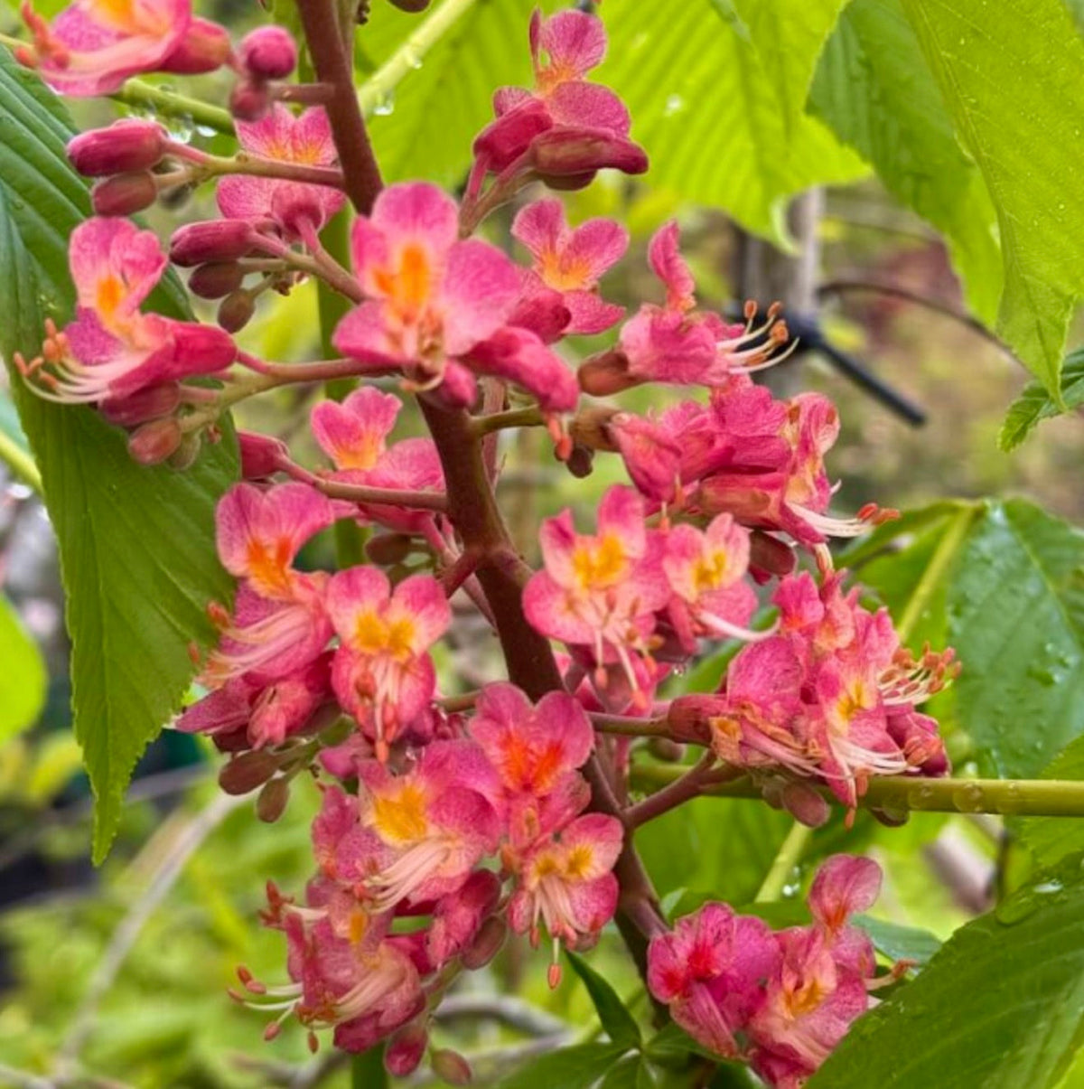 Aesculus wilsonii 30-40cm | Wilson's horse chestnut | Wilson buckeye
