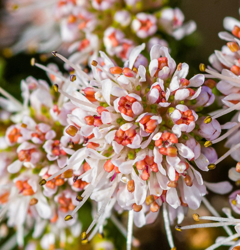 Agathosma ciliaris close-up of white and orange clustered flowers with delicate stamens