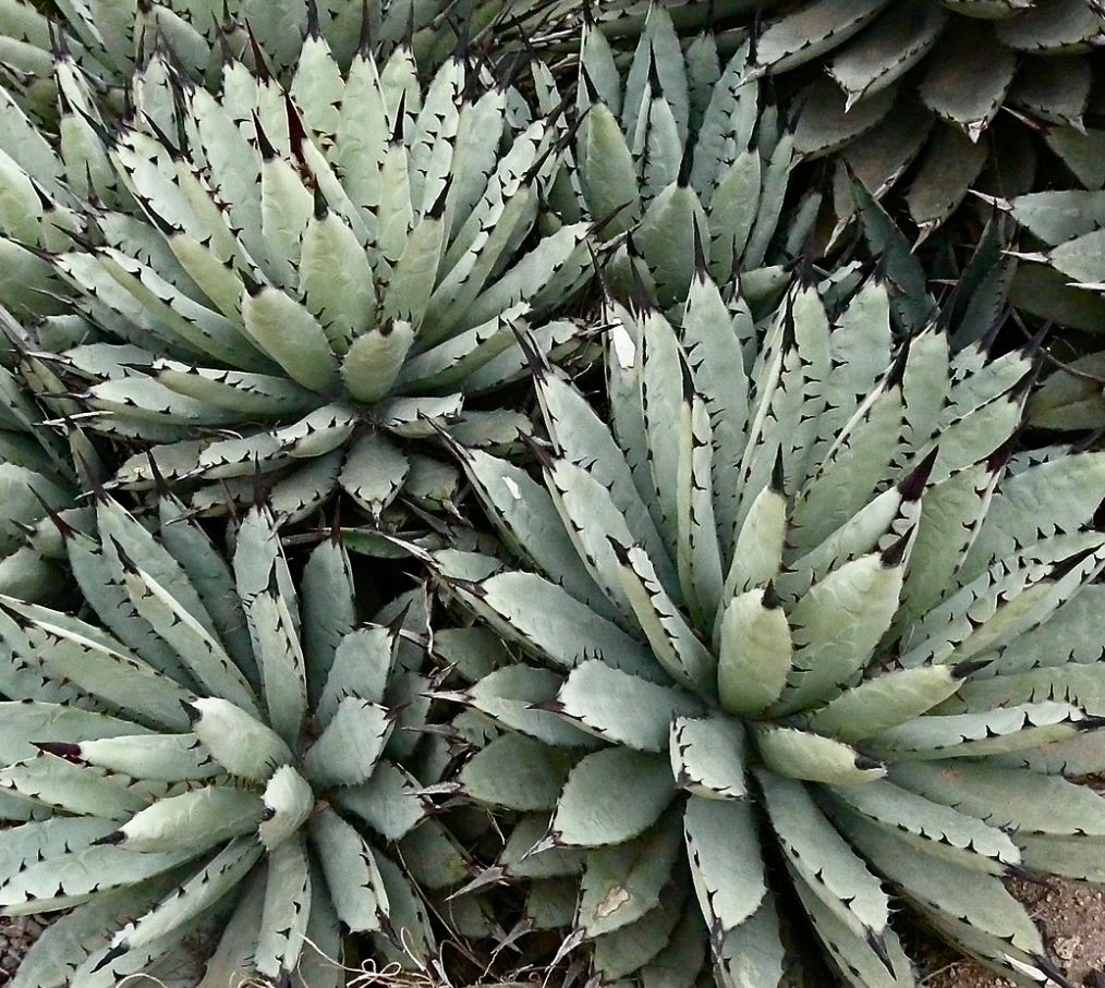 Succulenta Agave macroacantha con foglie appuntite grigio-verdi e spine marrone scuro