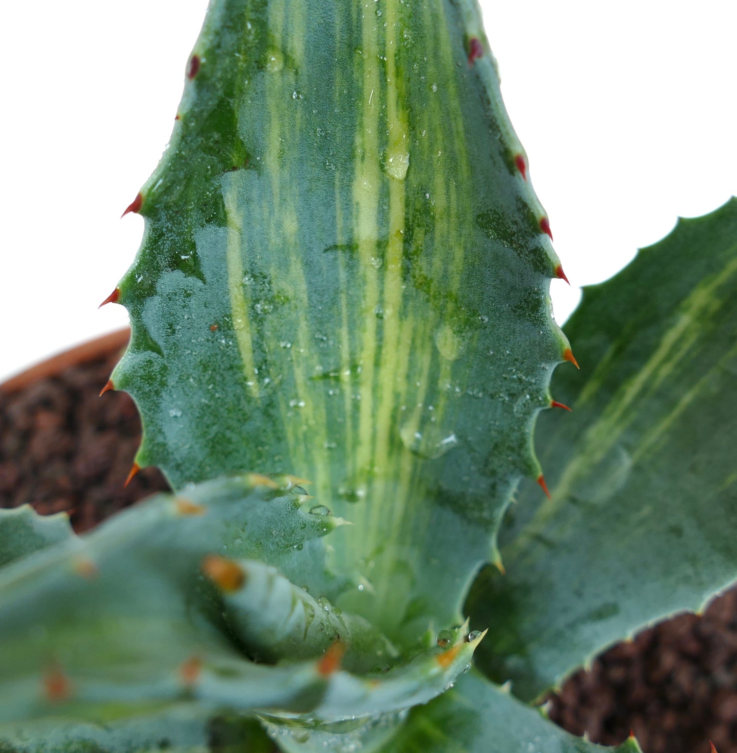 Agave americana STRIATA VARIEGATED