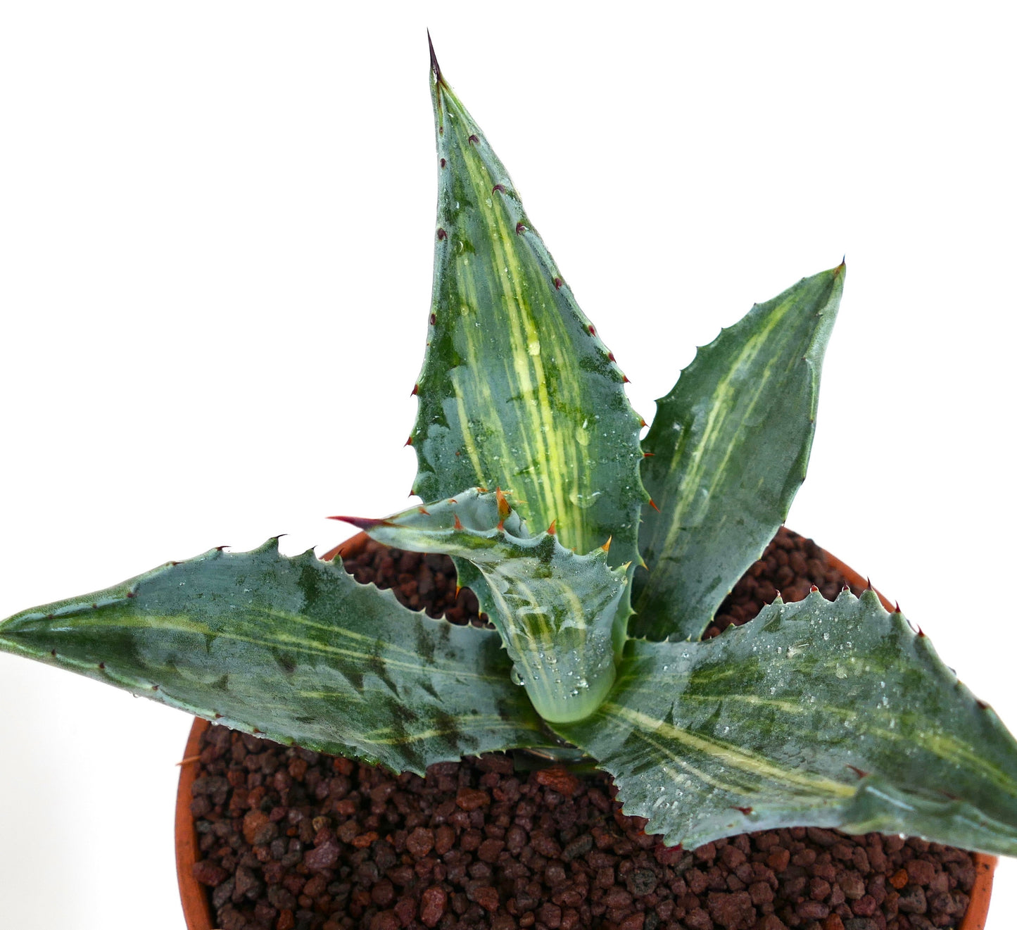 Agave americana STRIATA VARIEGATED