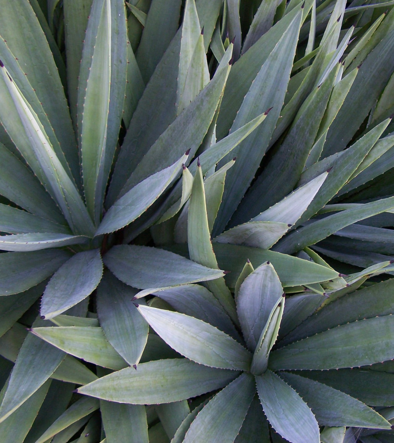 Agave angustifolia SEEDS