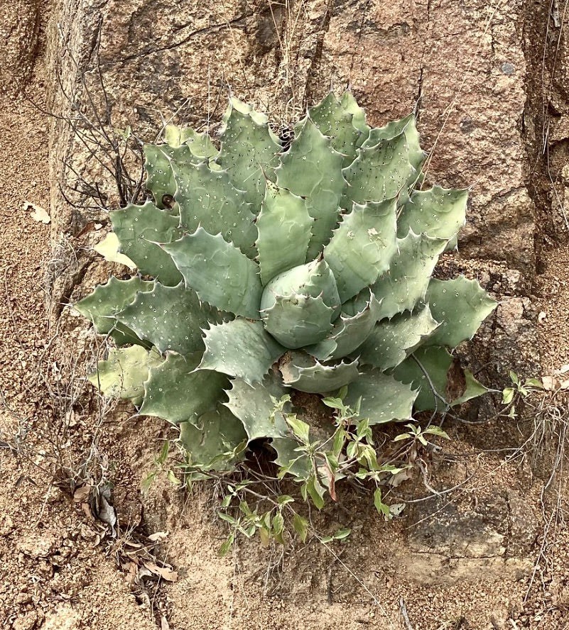 Succulenta Agave chiapensis con foglie spesse, spinose e verde-blu che crescono su terreno roccioso