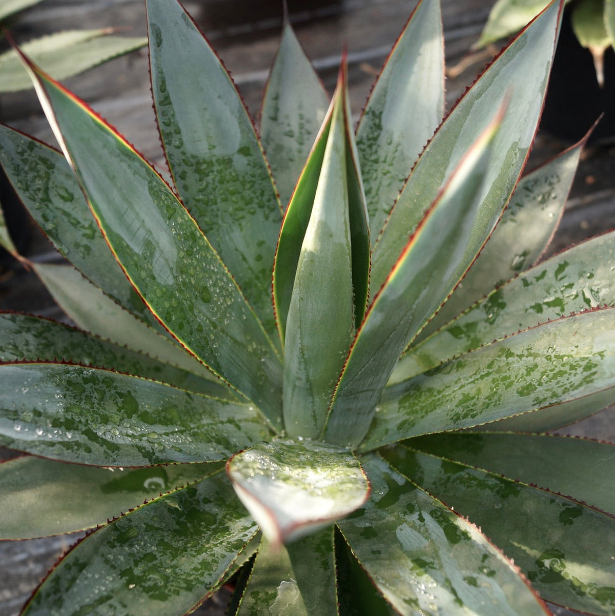 Agave cv 'Shaka Zulu' 15cm | Shaka Zulu agave