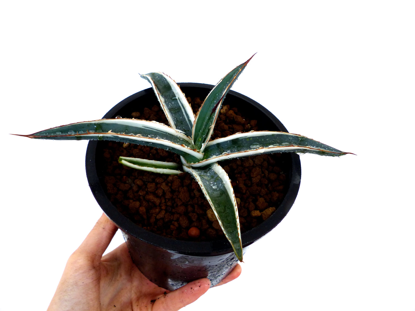 Agave funkiana cv HAKURO SHIRO FUKURIN variegated succulent with white-edged thick leaves and sharp spines