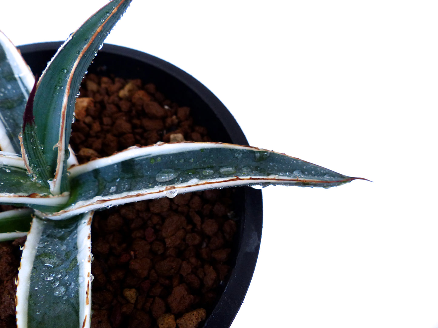 Agave funkiana cv HAKURO SHIRO FUKURIN succulent with white-edged variegated leaves and sharp spines