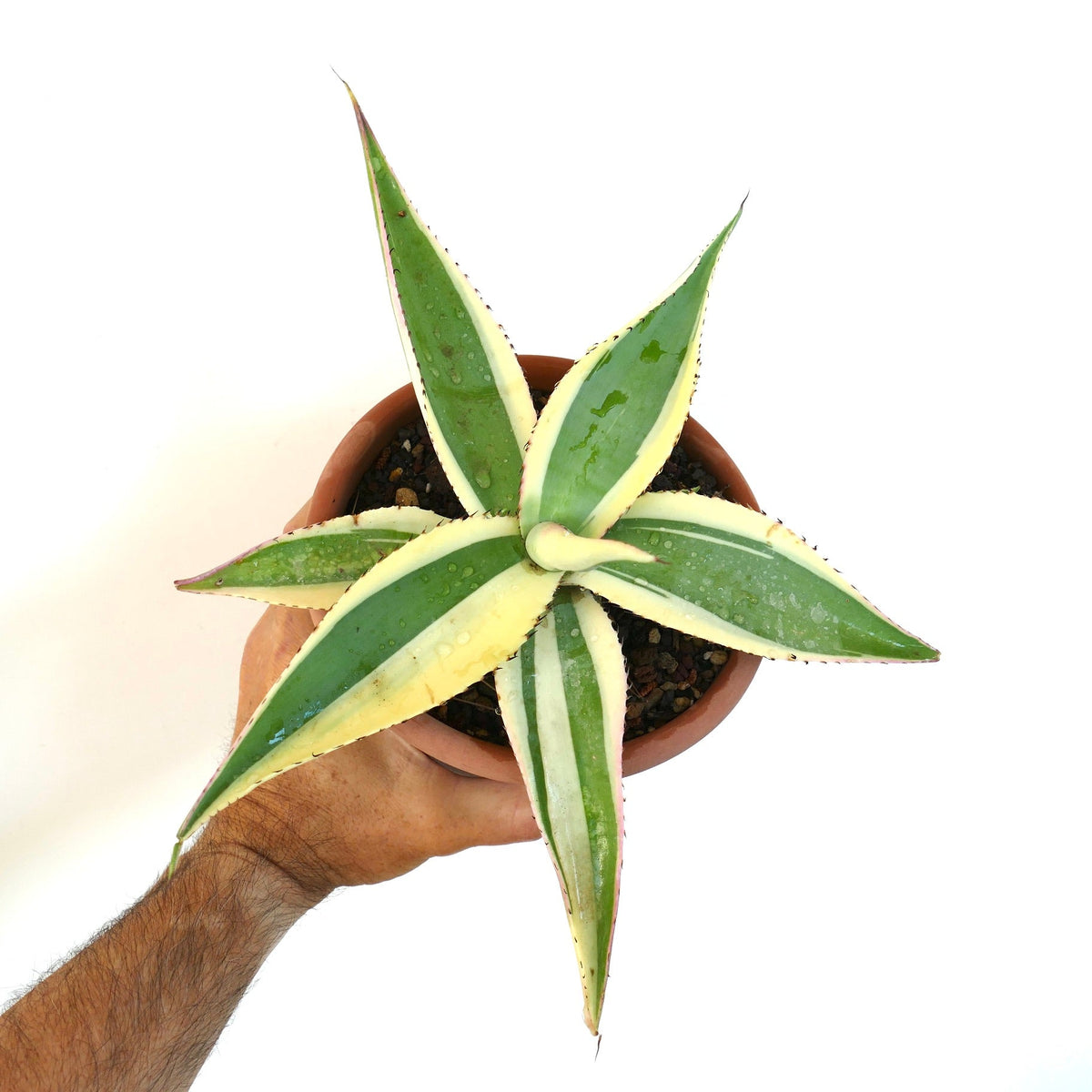 Agave guiengola cv CREME BRULEE 4-8cm | Agave Creme Brulee