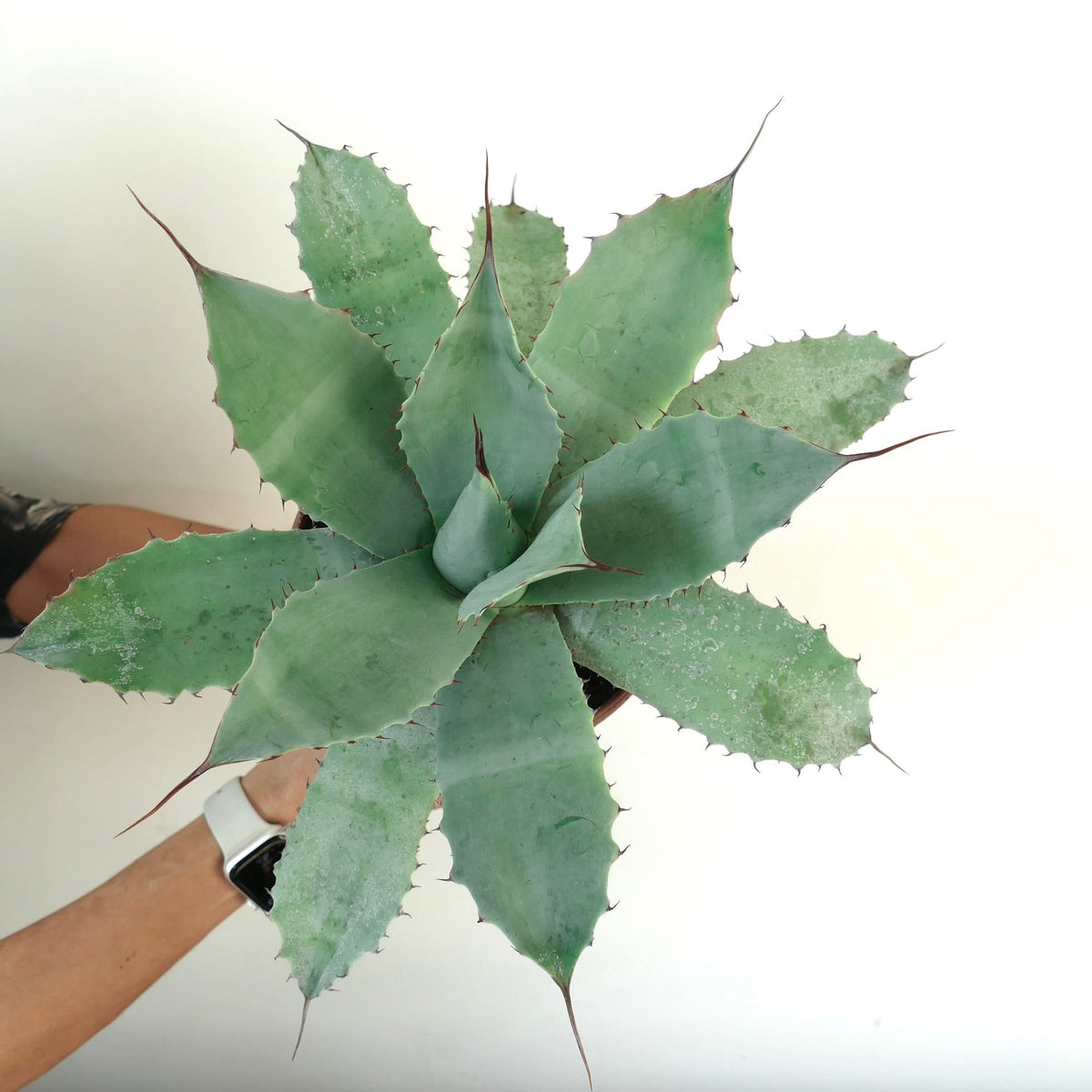 Agave havardiana X Agave eborispina X Agave ovatifolia 10-20cm