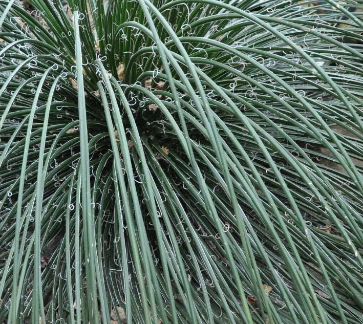 Agave ornithobroma | Maguey Pajarito | SEEDS