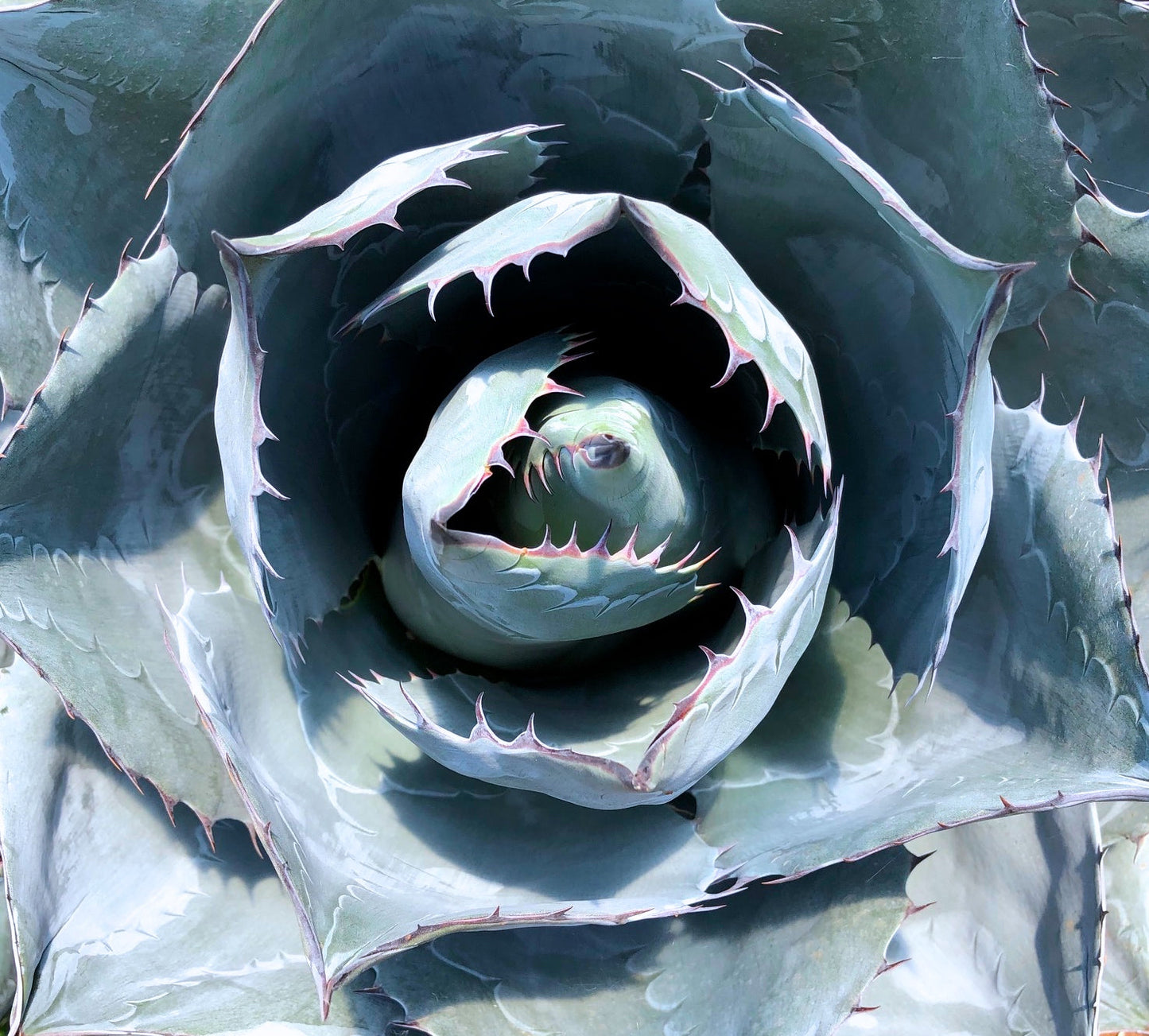 Succulenta Agave parrasana con foglie blu-grigie e spine rosso ruggine appuntite, primo piano