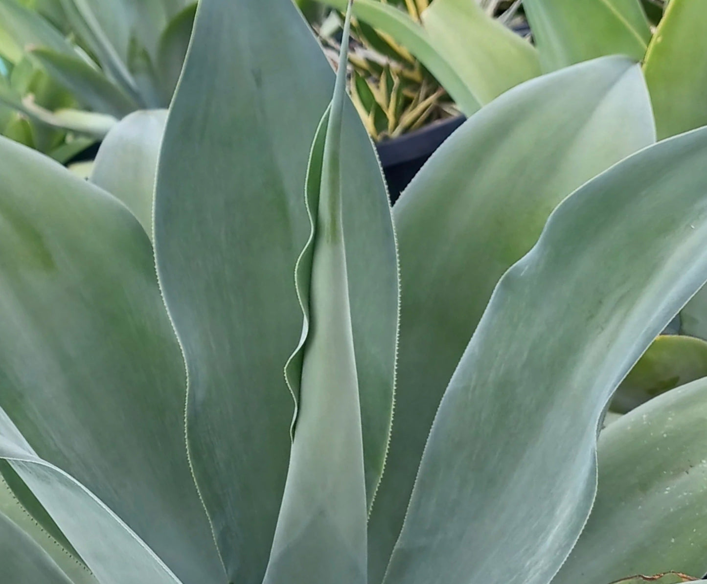 Agave pedunculifera succulent with smooth, broad, blue-green leaves and wavy margins