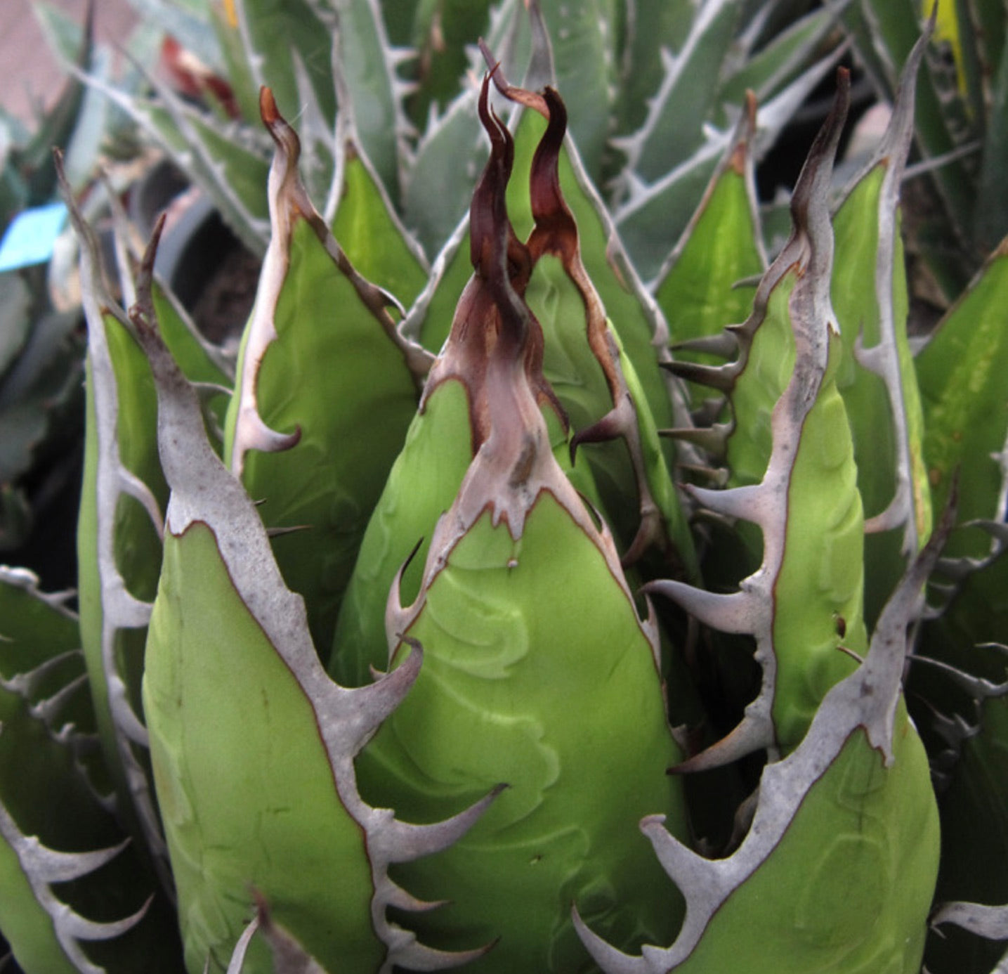 Agave purpusorum succulent with thick green leaves and prominent gray spines and tips