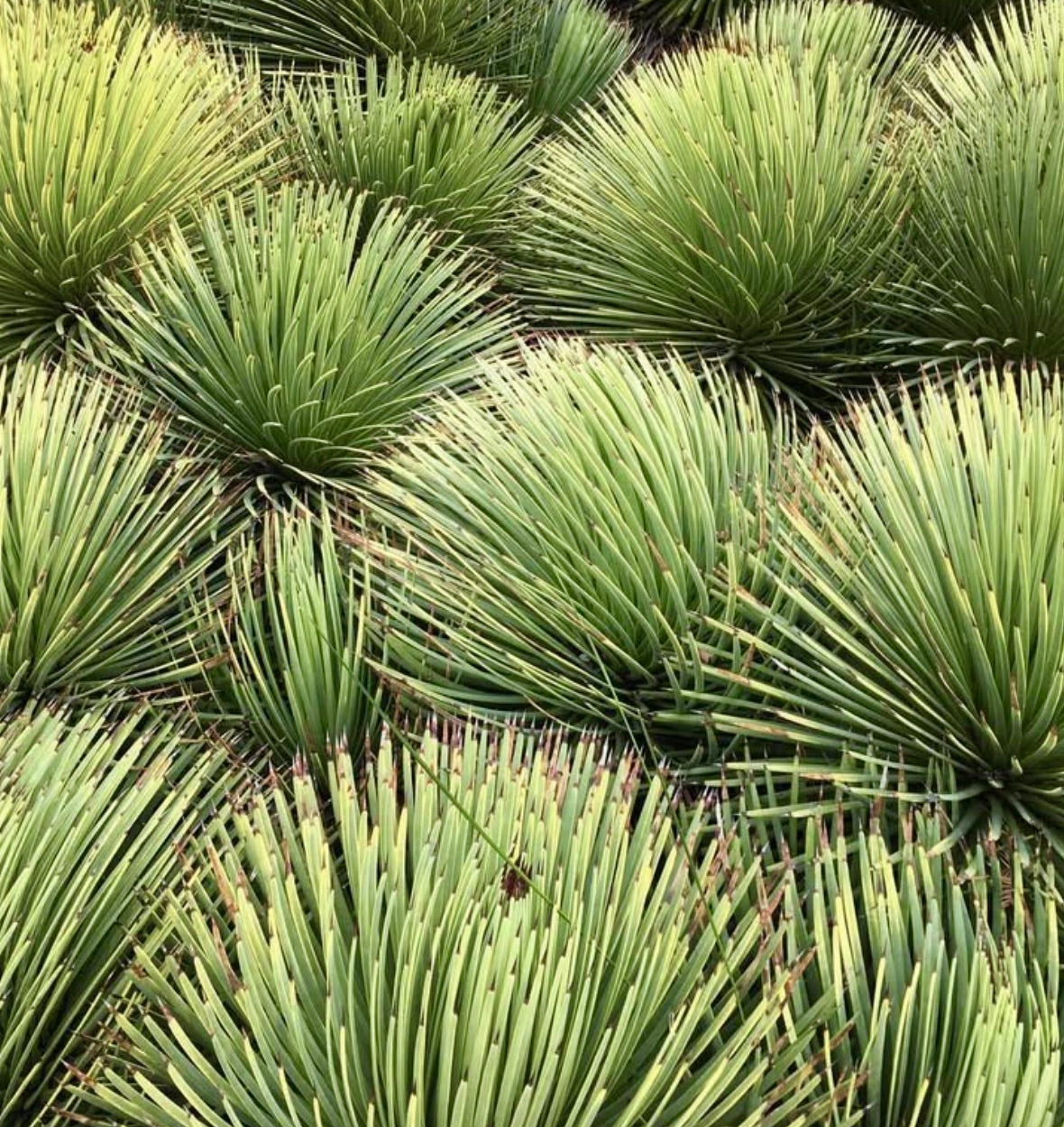 Agave stricta dense rosette succulent with slender pointed green leaves and brown tips