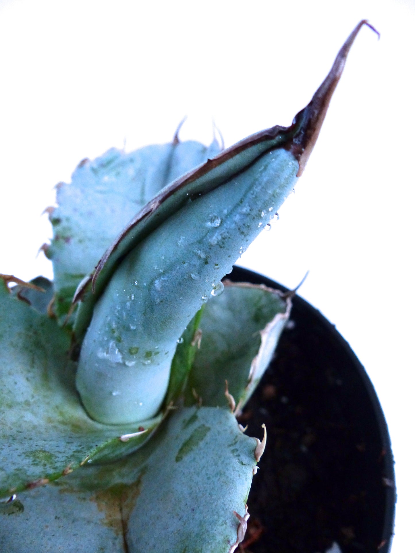 Agave titanota succulent with thick blue-green leaves and prominent brown spines in pot