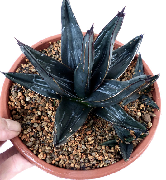 Agave victoriae-reginae cv thick dark green succulent with pointed leaves and sharp tips in pot