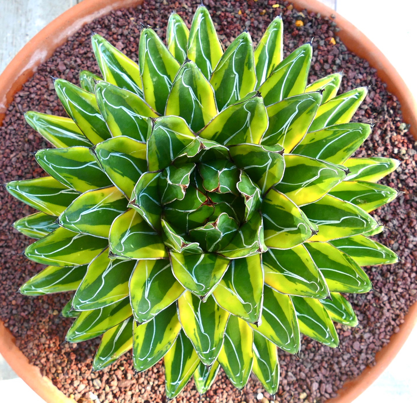 Agave victoriae-reginae cv 'Sasanoyuki Shimafukurin' variegated succulent with sharp white-edged leaves in rosette form