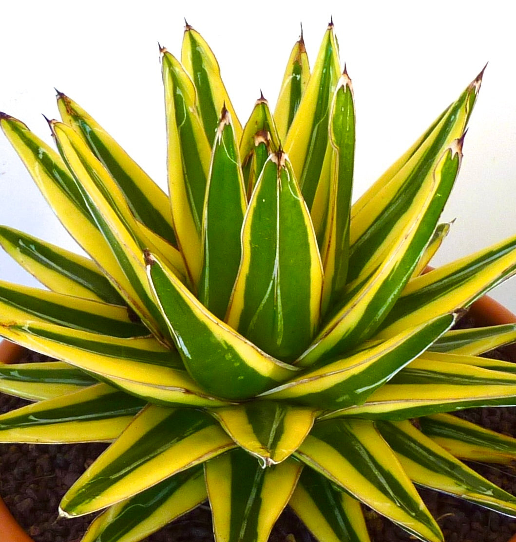 Agave victoriae-reginae cv 'Shin Yuki Yama' succulenta variegata con spine appuntite e foglie verde-giallo
