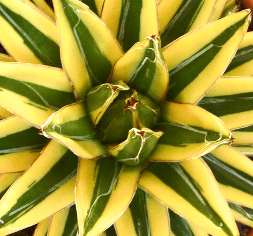 Agave victoriae-reginae cv 'Shin Yuki Yama' variegated succulent with sharp white-edged leaves and yellow-green stripes