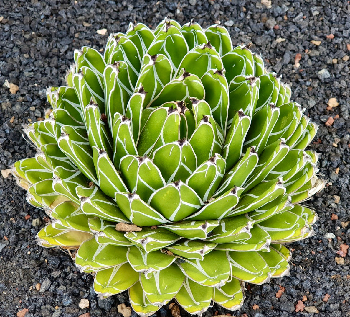 Succulenta Agave victoriae reginae con rosetta compatta e distinti margini fogliari bianchi su terreno roccioso