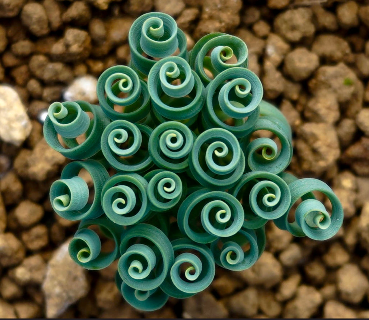 Albuca concordiana succulent with tight spiral green leaves and textured surface growing in rocky soil