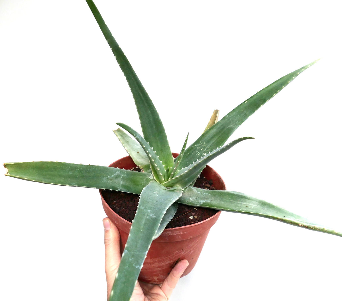 Aloe austroarabica from Wadi Muraba (ex Specks, Exotica) 5-10cm | Aloe