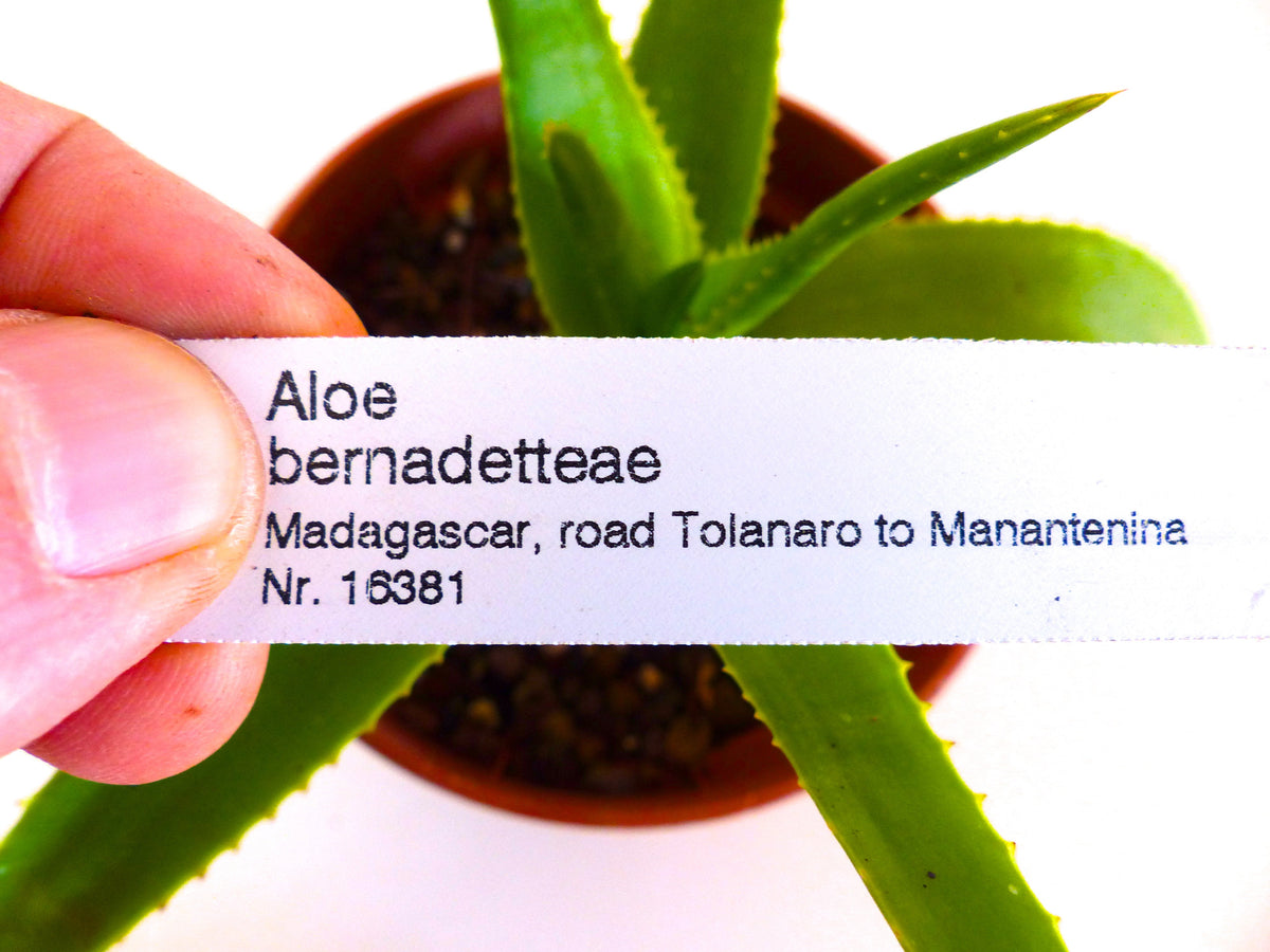 Aloe bernadetteae (road Tolanaro to Manantenina, MADAGASCAR) 15-30cm