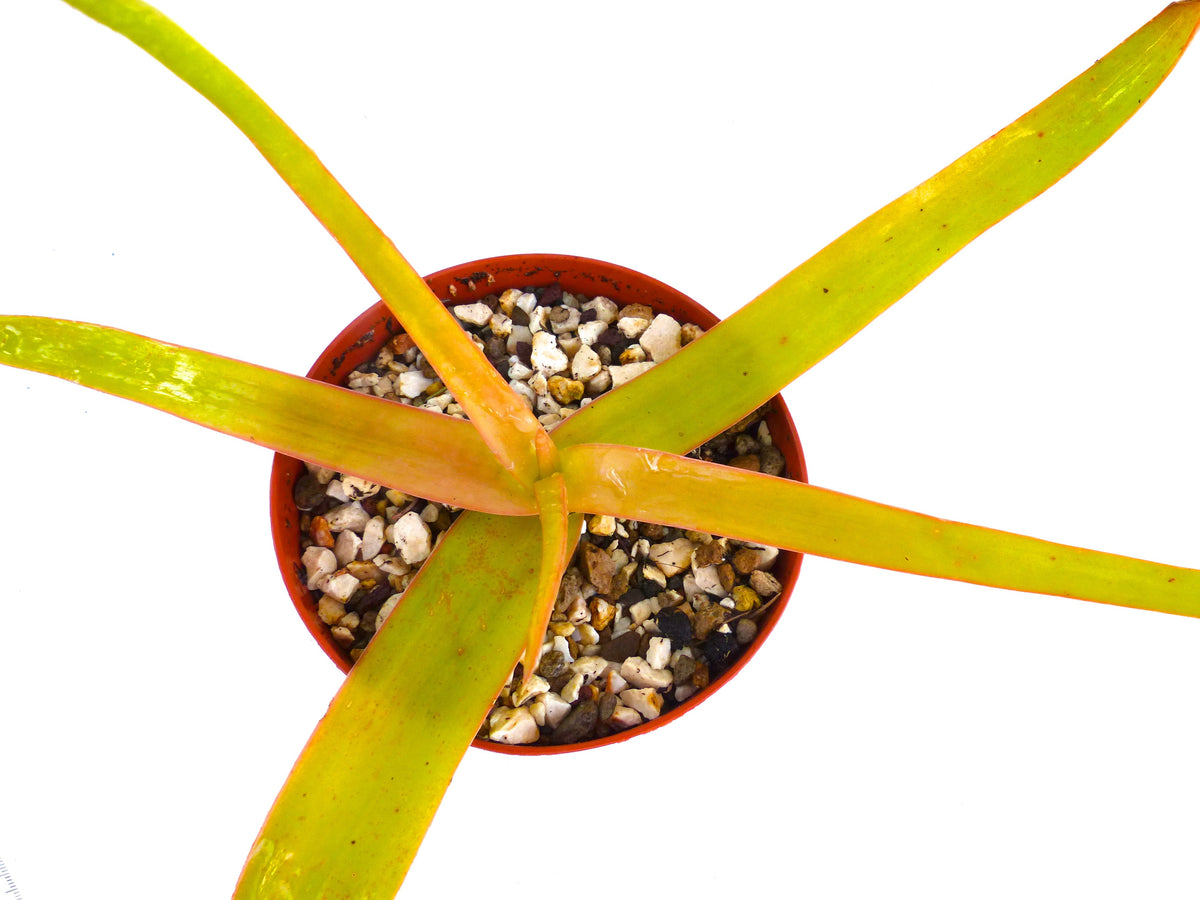 Aloe bosseri (ex Specks, Exotica) 15-30cm | Bosser's aloe