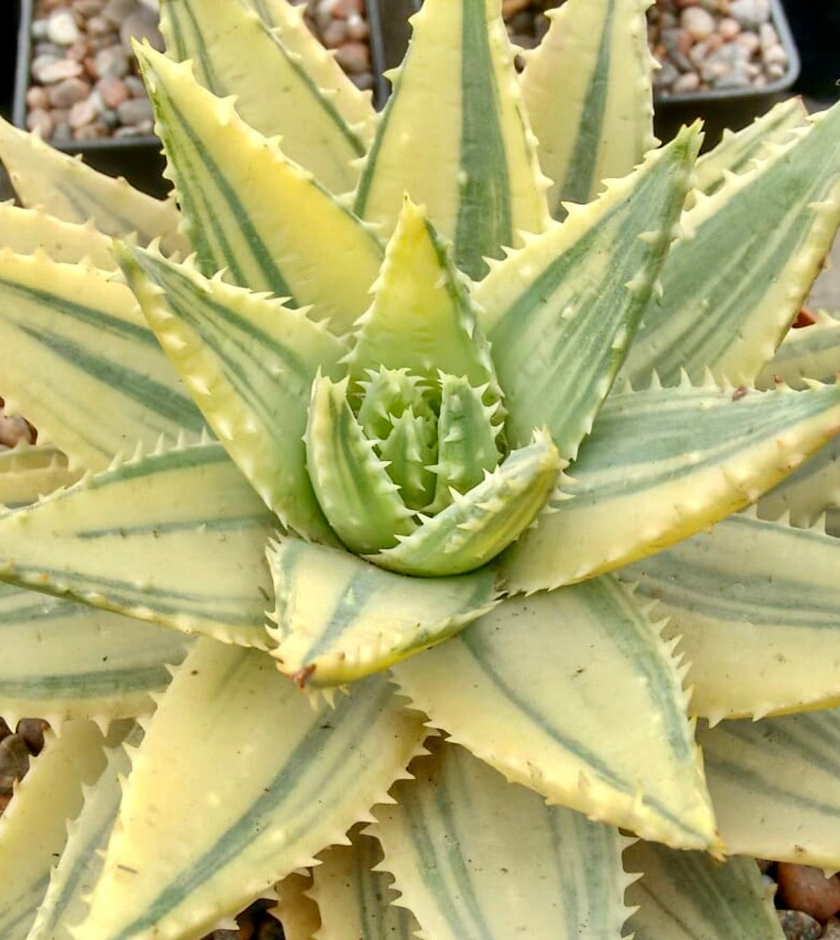 Aloe brevifolia VARIEGATED 15-30cm diameter | Short-leaved aloe