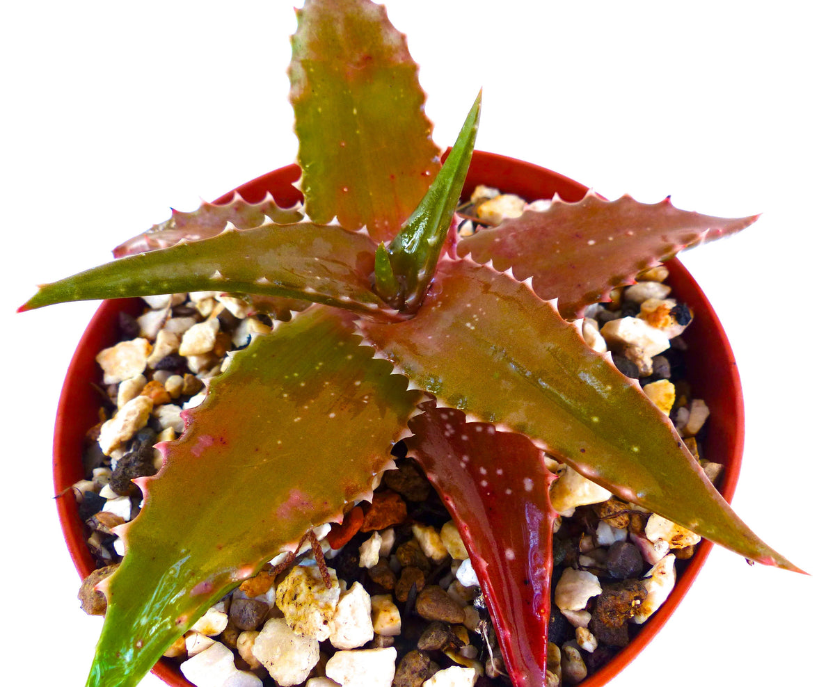 Aloe buchananii TANZANIA (ex Specks, Exotica) 15-30cm