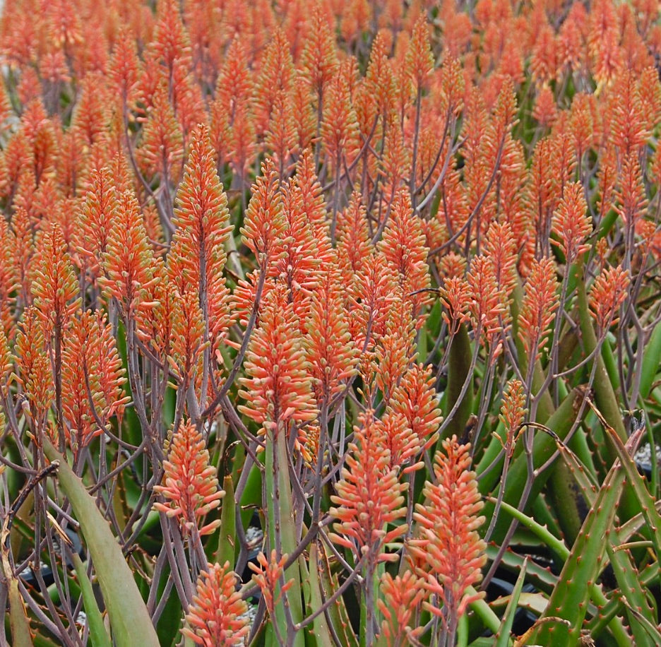 Aloe camperi succulenta con densi grappoli di fiori arancioni e foglie verdi spesse e spinose