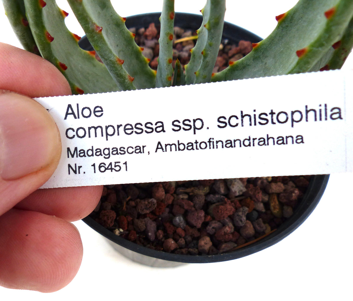 Aloe compressa ssp. schistophila 5-10cm | Aloe | Compressa aloe