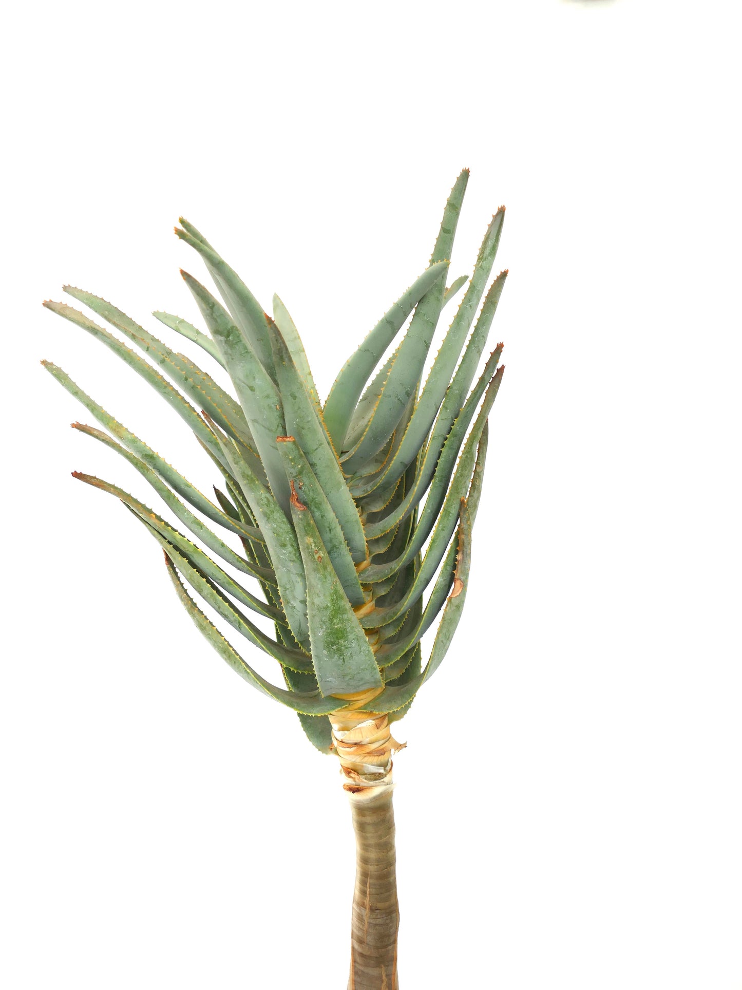 Aloe dichotoma | Quiver Tree | Kokerboom | SEEDS