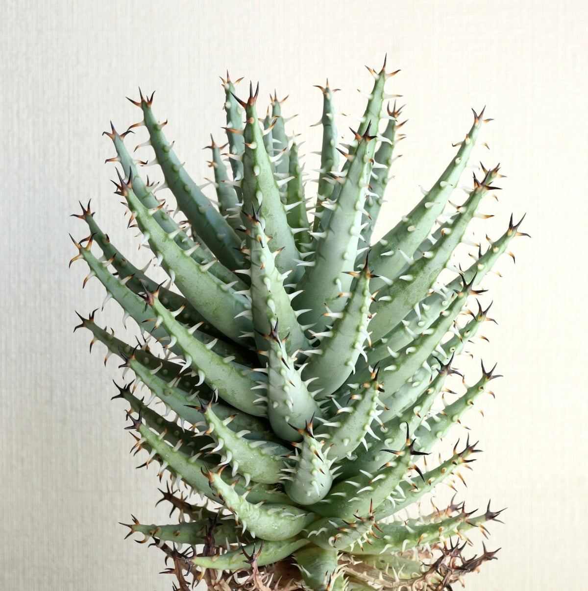 Aloe erinacea 5-10cm diameter | Aloe | Black-spined aloe