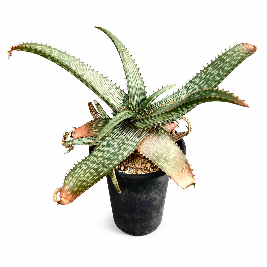 Aloe greatheadii succulent with long spotted leaves and spiny edges in black pot