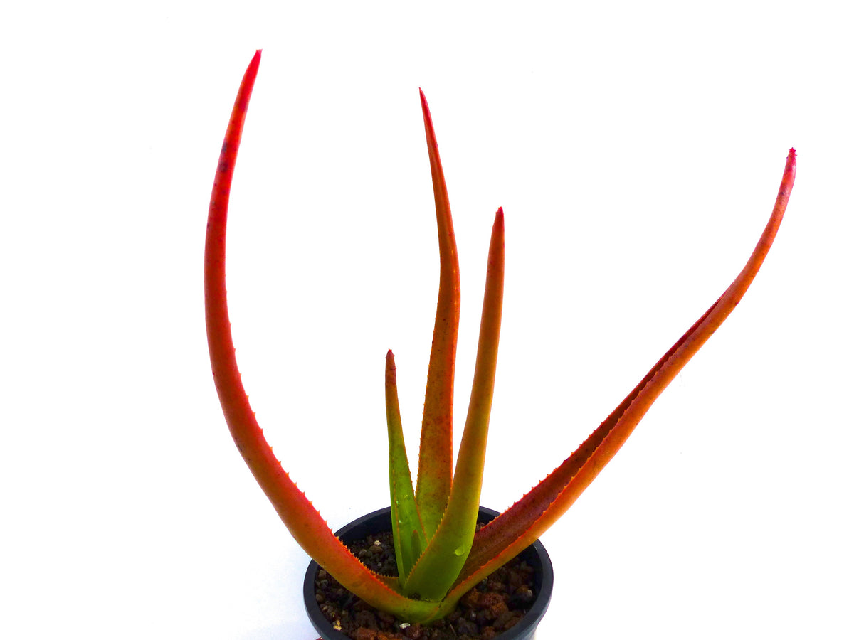 Aloe johannis-philippei 15-30cm | Aloe | Johann's aloe