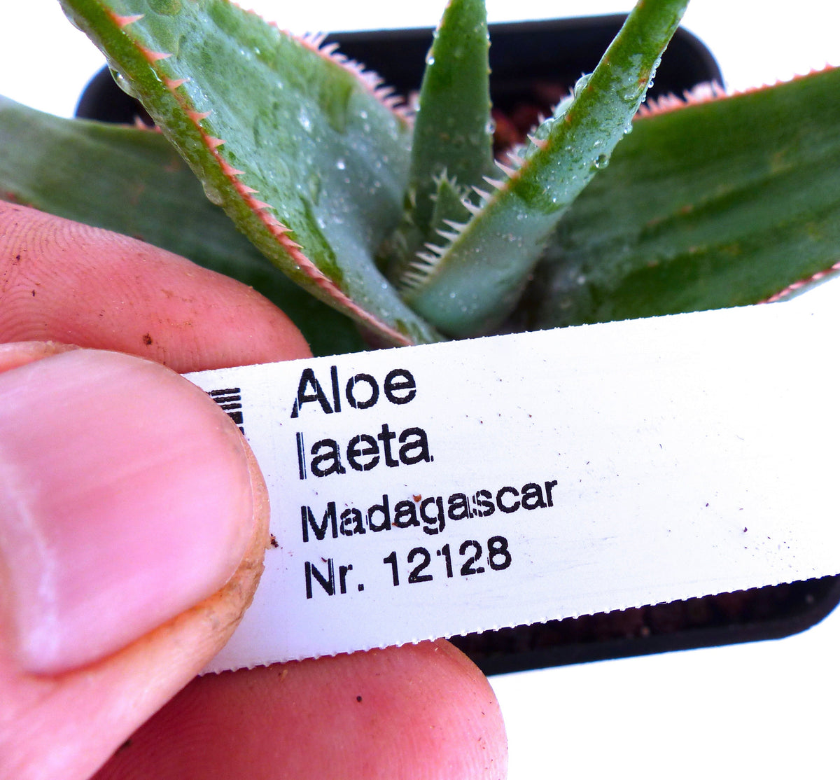 Aloe laeta MADAGASCAR 15-30cm | Aloe | Madagascar aloe