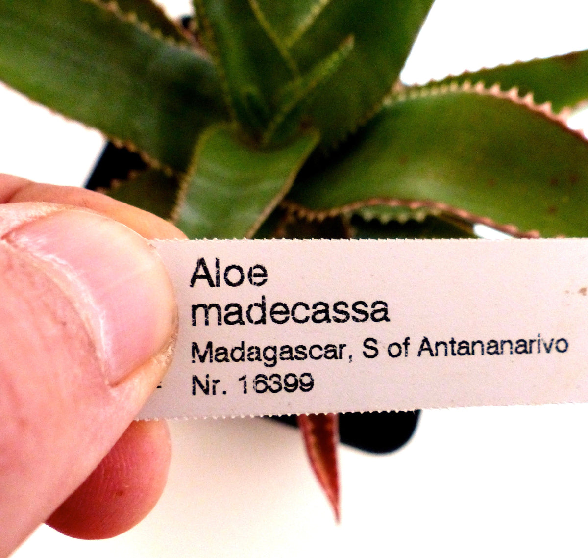 Aloe madecassa South of Antananarivo, MADAGASCAR 15-30cm