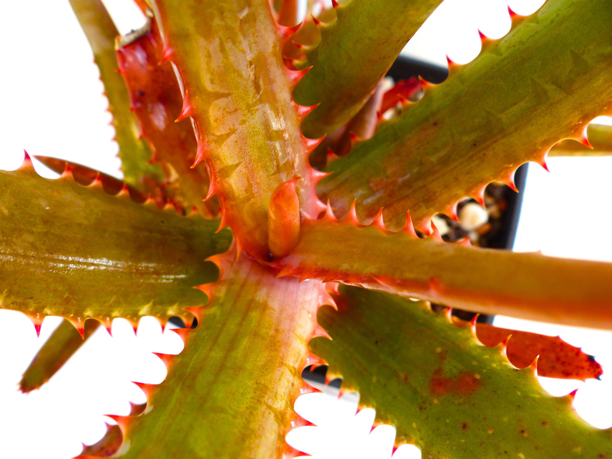 Aloe new specie affinis Mawii from Mount Yokolo MOZAMBIQUE 5-10cm