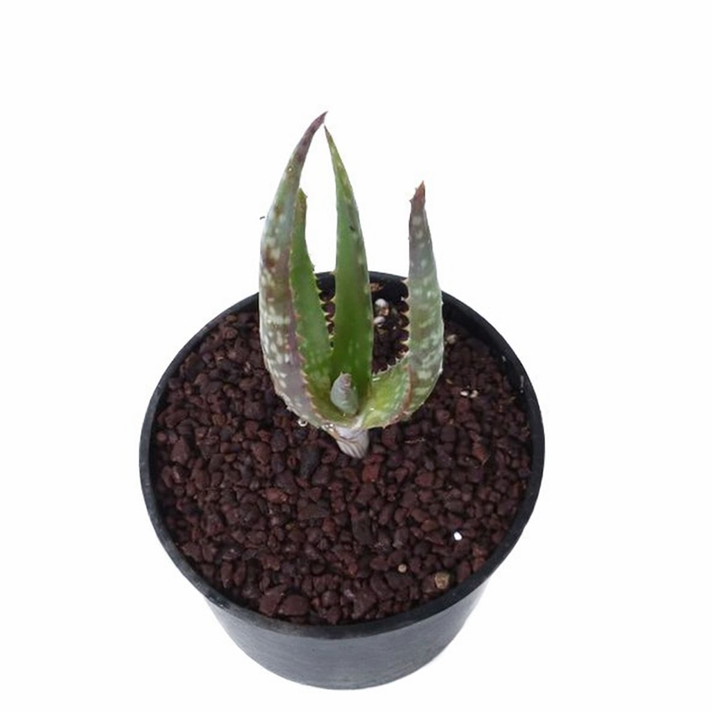Aloe ngobitensis (ex Specks, Exotica) 5-10cm | Ngobit aloe