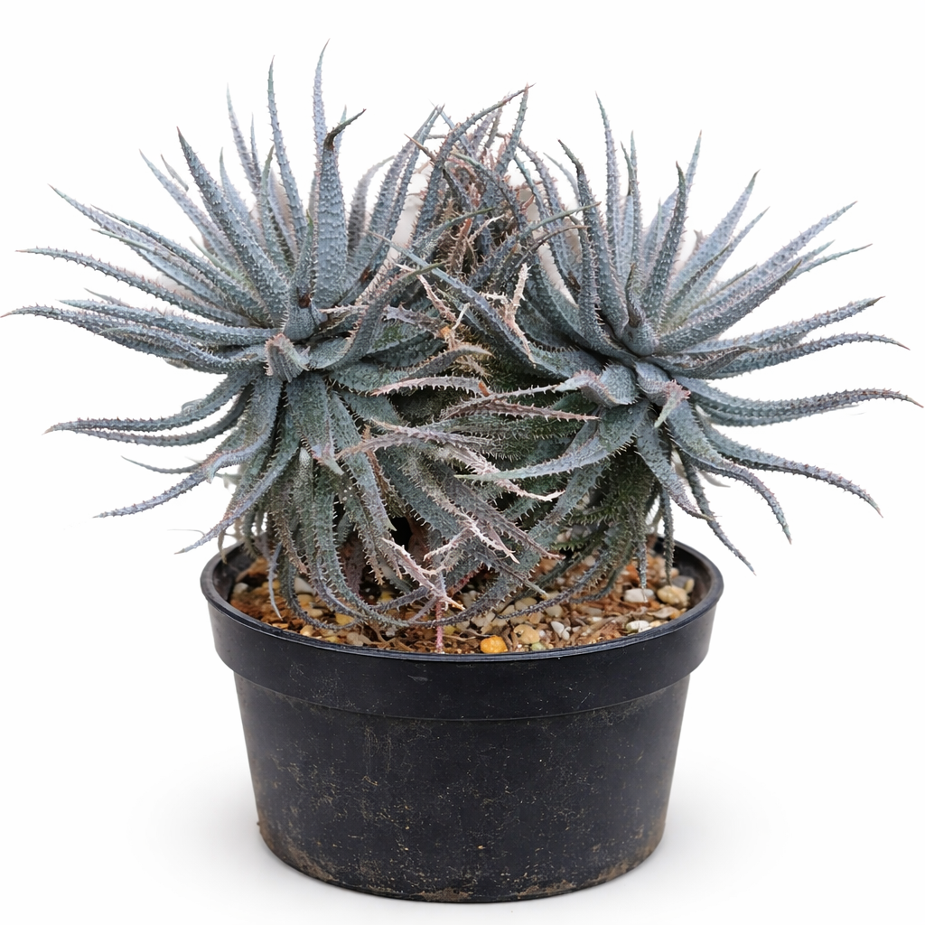 Pianta succulenta Aloe parvula con foglie appuntite verde-blu in vaso nero