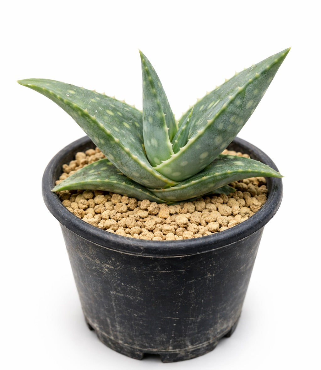 Aloe prostrata succulent with spotted thick leaves in black nursery pot