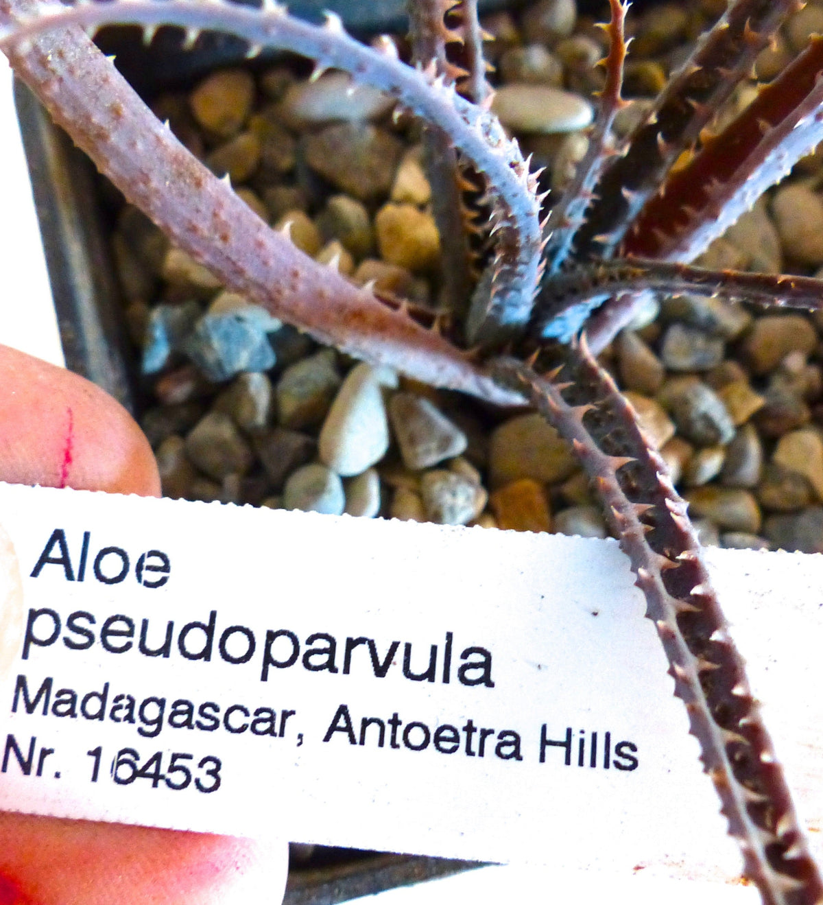 Aloe pseudoparvula (Antoetra Hills, MADAGASCAR) 15-30cm | Aloe