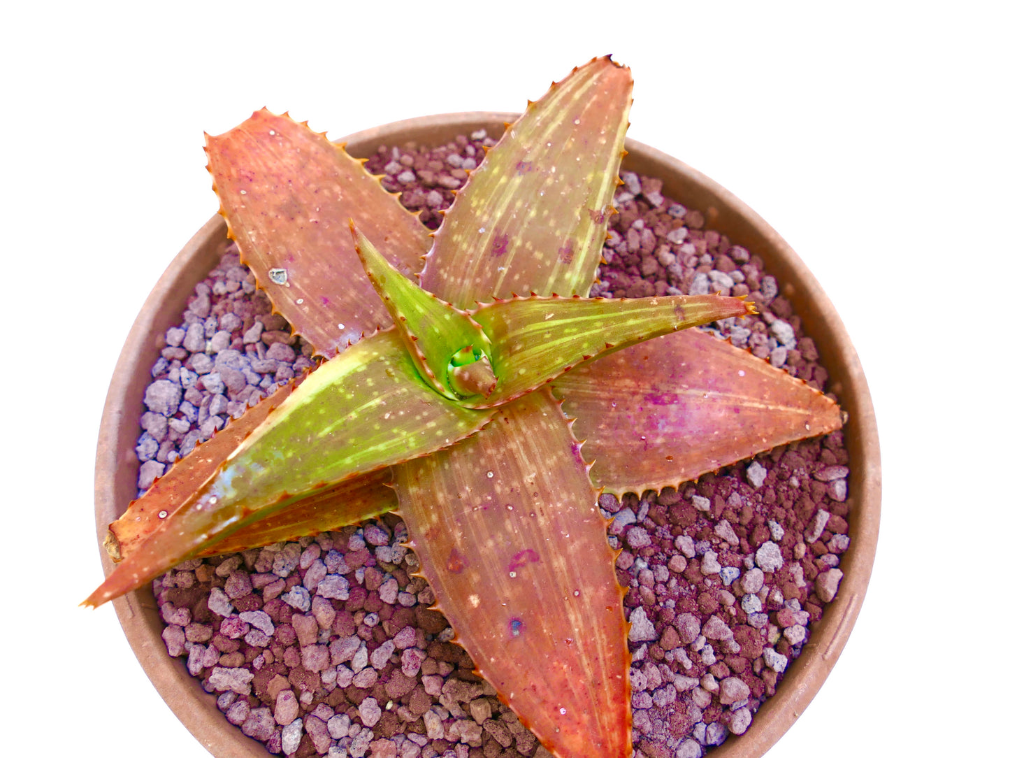 Aloe saponaria | Soap aloe | Zebra aloe