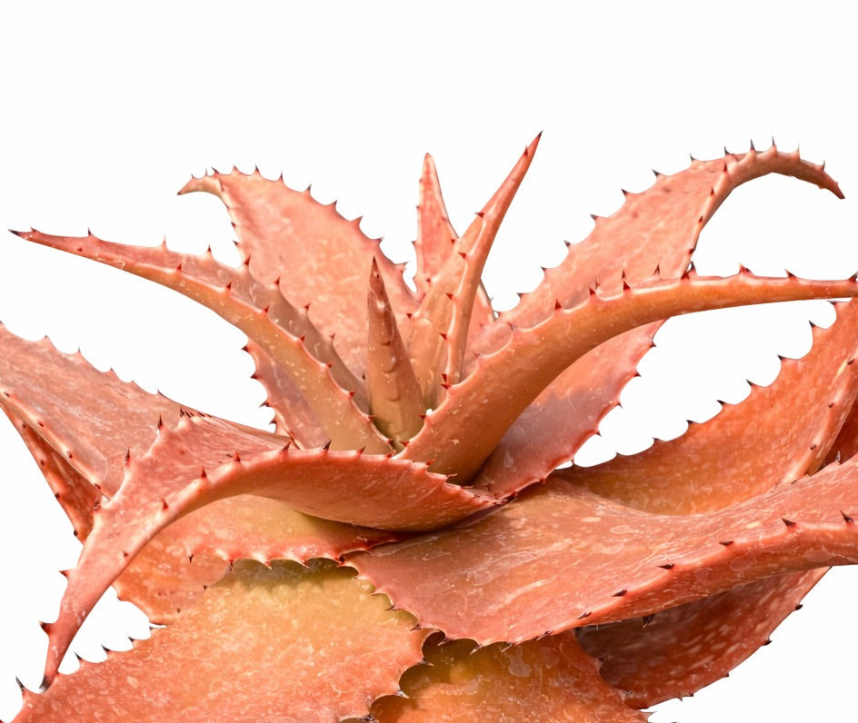Aloe secundiflora raro succulento con foglie spesse spinose arancione-rosa a primo piano