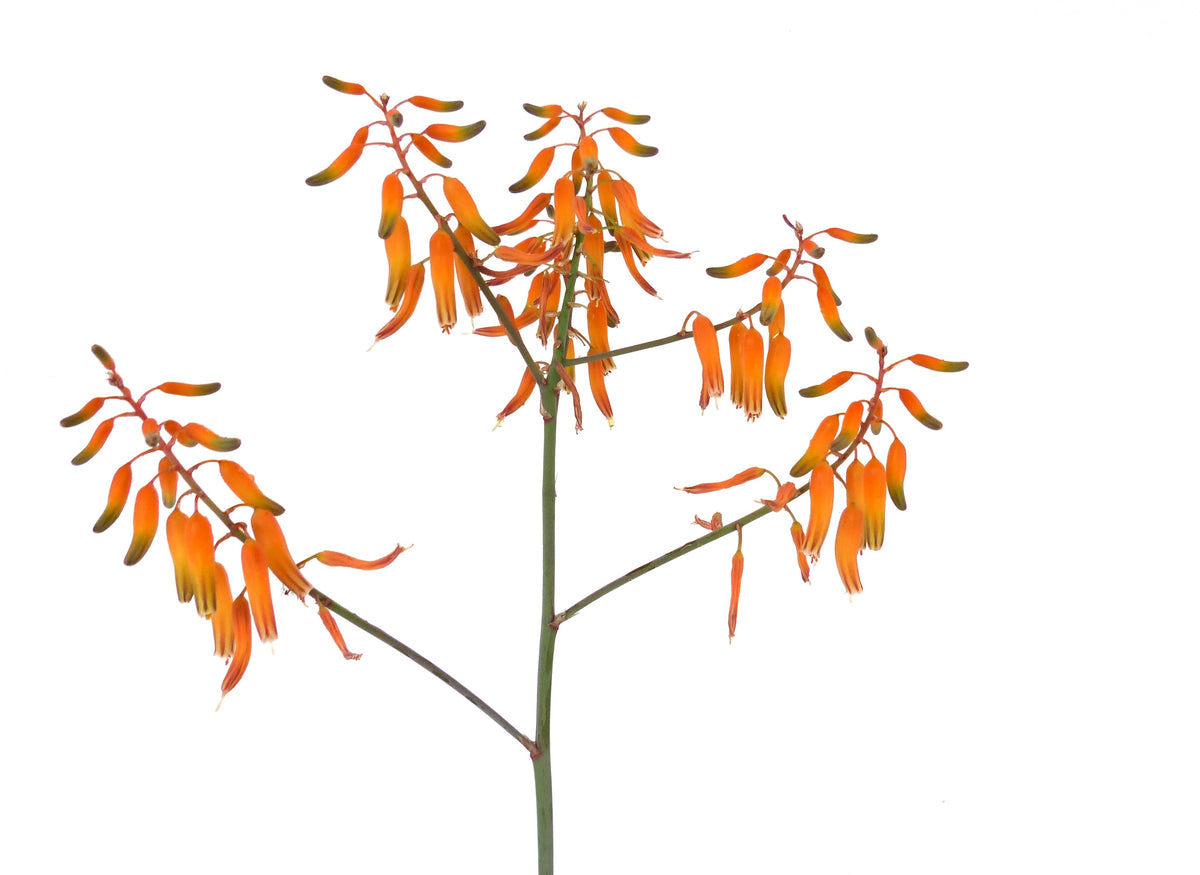 Aloe specie from OMAN (ex Specks, Exotica) 15-30cm | Oman aloe