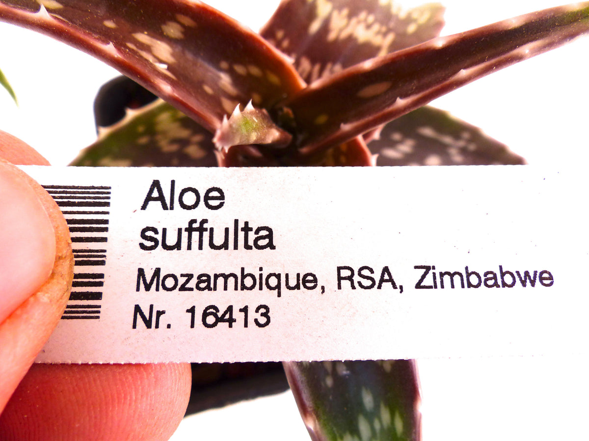 Aloe suffulta MOZAMBIQUE (ex Specks, Exotica) 15-30cm | Aloe