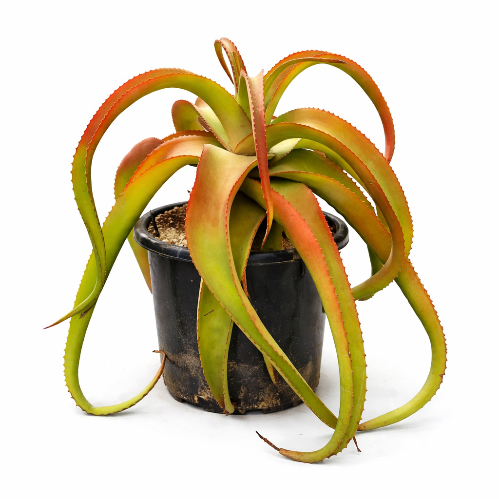 Aloe vanbalenii succulent with long curved leaves and red-edged spines in black pot